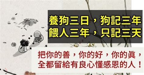 養狗三日|養狗三日，狗記三年；餵人三年，卻記三天（看哭了）